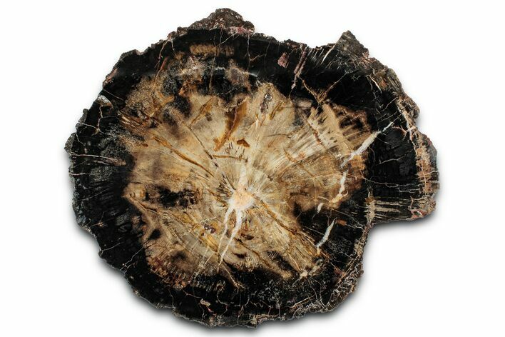 Polished Triassic Petrified Wood Round - Poison Springs, Utah #358881